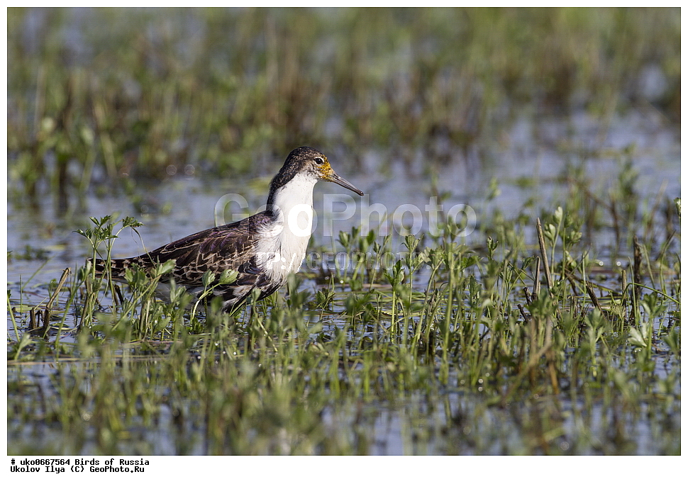 �����������, ���������� �������, ����������� ����� ������, ������, ��������, ��������, �����, �����, ��������, �����������, �����, ������, XYZ, ���������, Scolopacidae, ��������, Philomachus pugnax, Calidris pugnax, �����