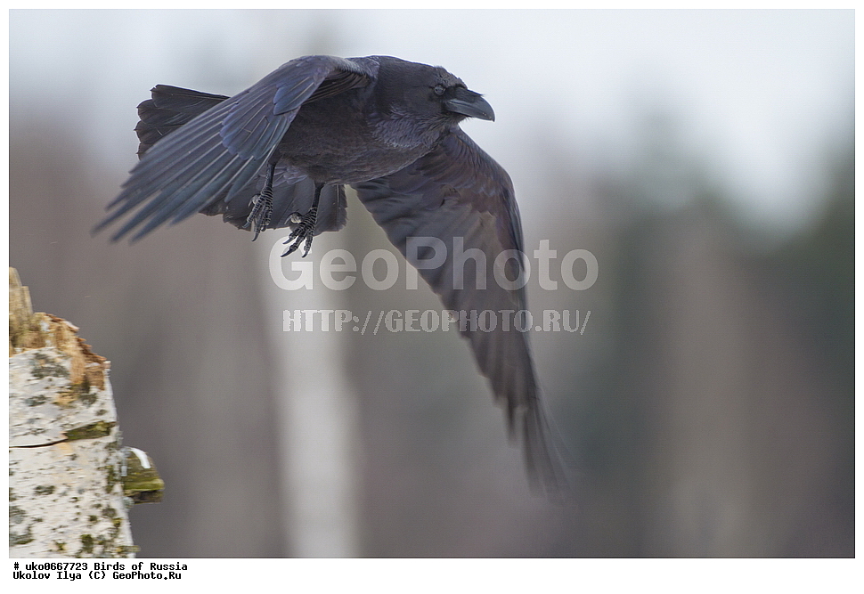 ������, ��������, ��������, �����, �����, ��������, �����������, XYZ, ��������, ���������, Corvidae, �����, Corvus corax, ����������� ����� ������, �����������, ���������� �������