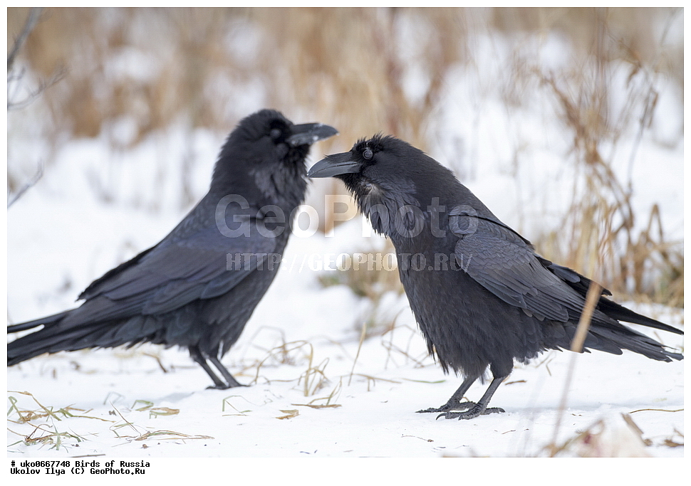 ������, ��������, ��������, �����, �����, ��������, �����������, XYZ, ��������, ���������, Corvidae, �����, Corvus corax, ����������� ����� ������, �����������, ���������� �������