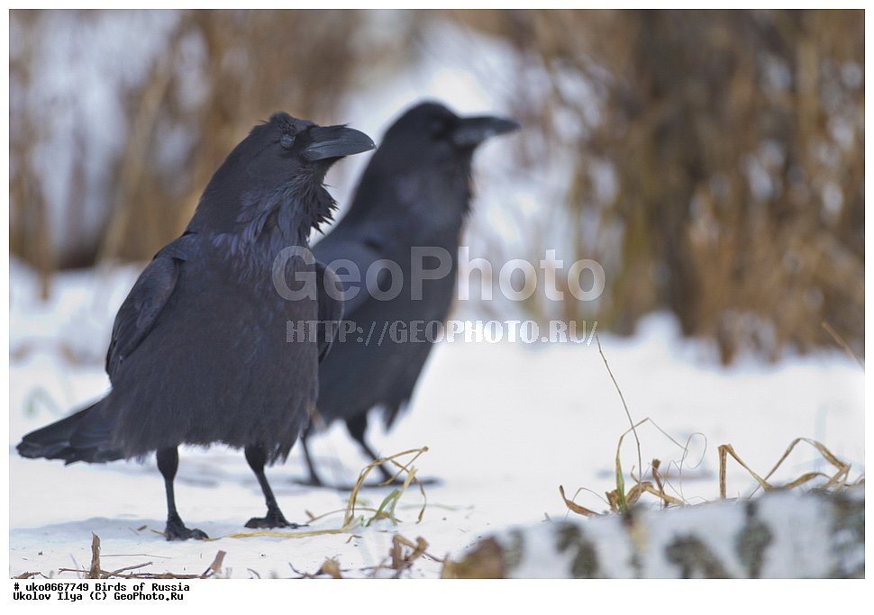 ������, ��������, ��������, �����, �����, ��������, �����������, XYZ, ��������, ���������, Corvidae, �����, Corvus corax, ����������� ����� ������, �����������, ���������� �������