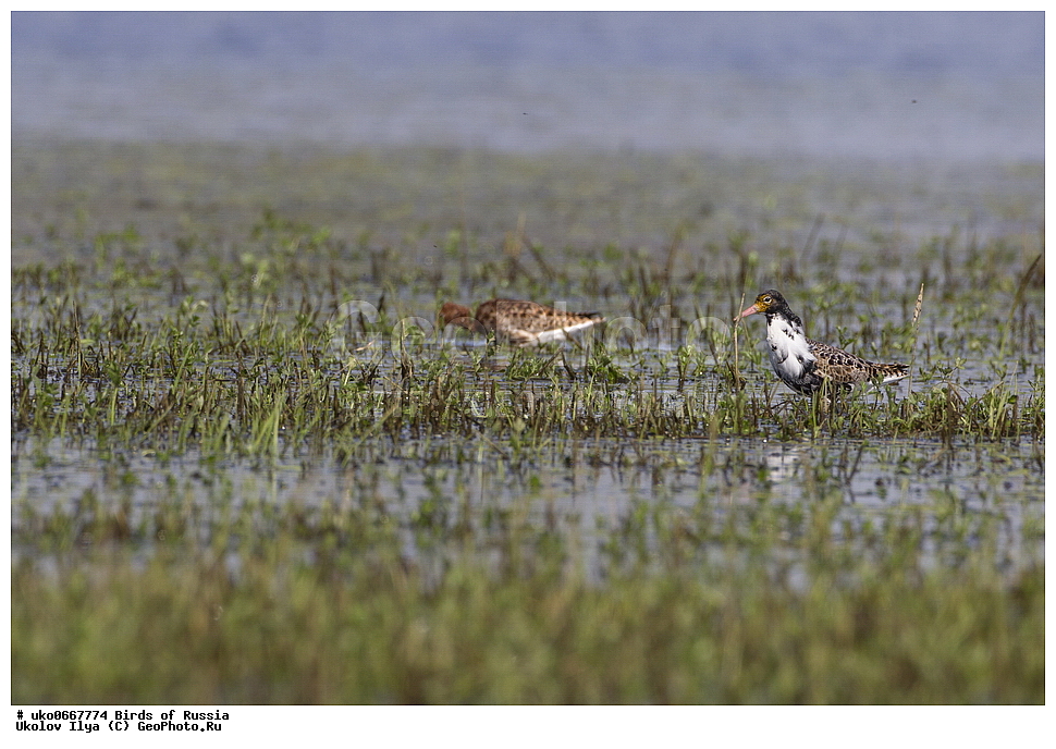�����������, ���������� �������, ����������� ����� ������, ������, ��������, ��������, �����, �����, ��������, �����������, �����, ������, XYZ, ���������, Scolopacidae, ��������, Philomachus pugnax, Calidris pugnax, �����