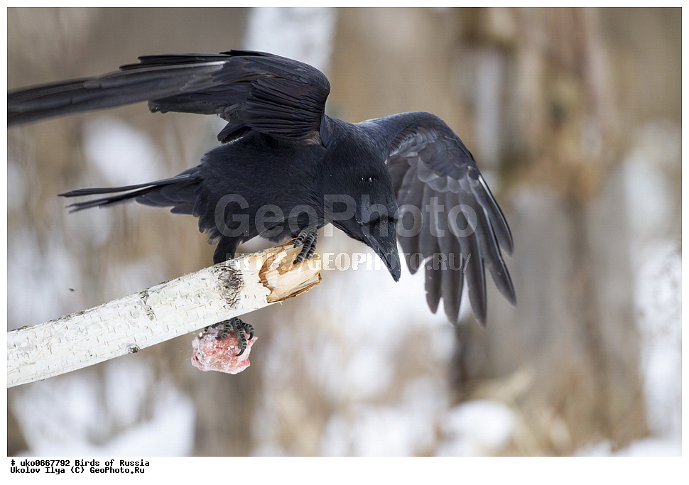 ������, ��������, ��������, �����, �����, ��������, �����������, XYZ, ��������, ���������, Corvidae, �����, Corvus corax, ����������� ����� ������, �����������, ���������� �������