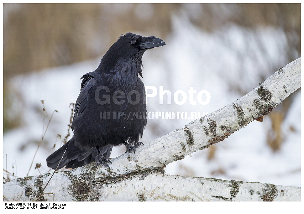 ������, ��������, ��������, �����, �����, ��������, �����������, XYZ, ��������, ���������, Corvidae, �����, Corvus corax, ����������� ����� ������, �����������, ���������� �������