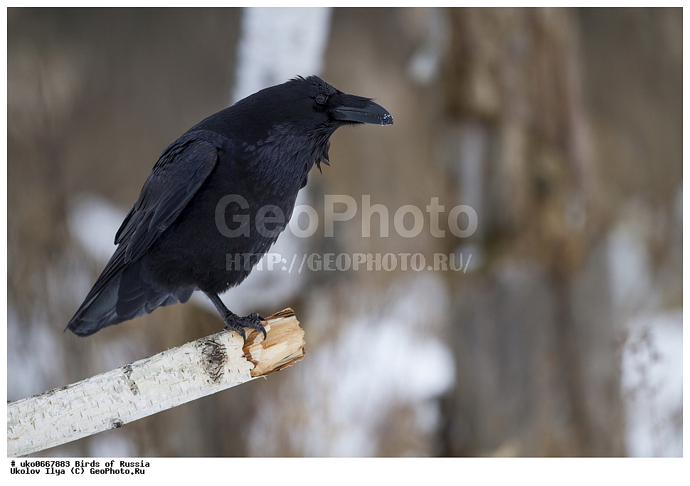 ������, ��������, ��������, �����, �����, ��������, �����������, XYZ, ��������, ���������, Corvidae, �����, Corvus corax, ����������� ����� ������, �����������, ���������� �������