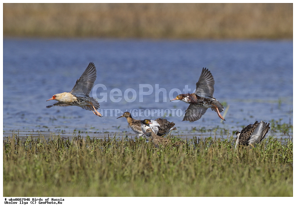 �����������, ���������� �������, ����������� ����� ������, ������, ��������, ��������, �����, �����, ��������, �����������, �����, ������, XYZ, ���������, Scolopacidae, ��������, Philomachus pugnax, Calidris pugnax, �����