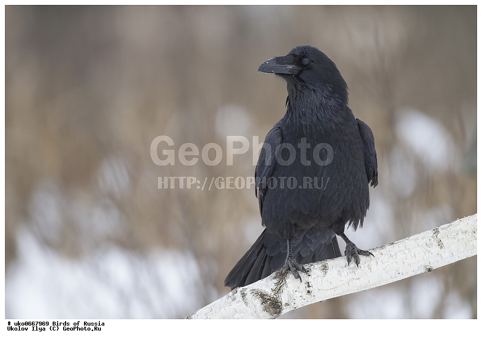 ������, ��������, ��������, �����, �����, ��������, �����������, XYZ, ��������, ���������, Corvidae, �����, Corvus corax, ����������� ����� ������, �����������, ���������� �������