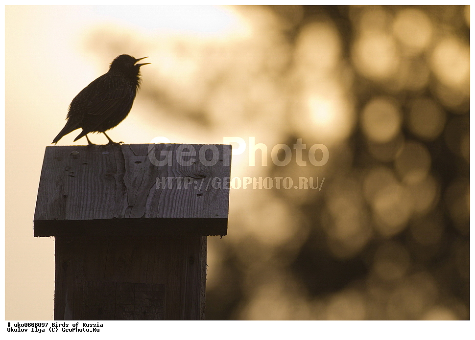 �����������, ���������� �������, ����������� ����� ������, ������, ��������, ��������, �����, �����, ��������, �����������, XYZ, ����������, Sturnidae, ������������ �������, Sturnus vulgaris