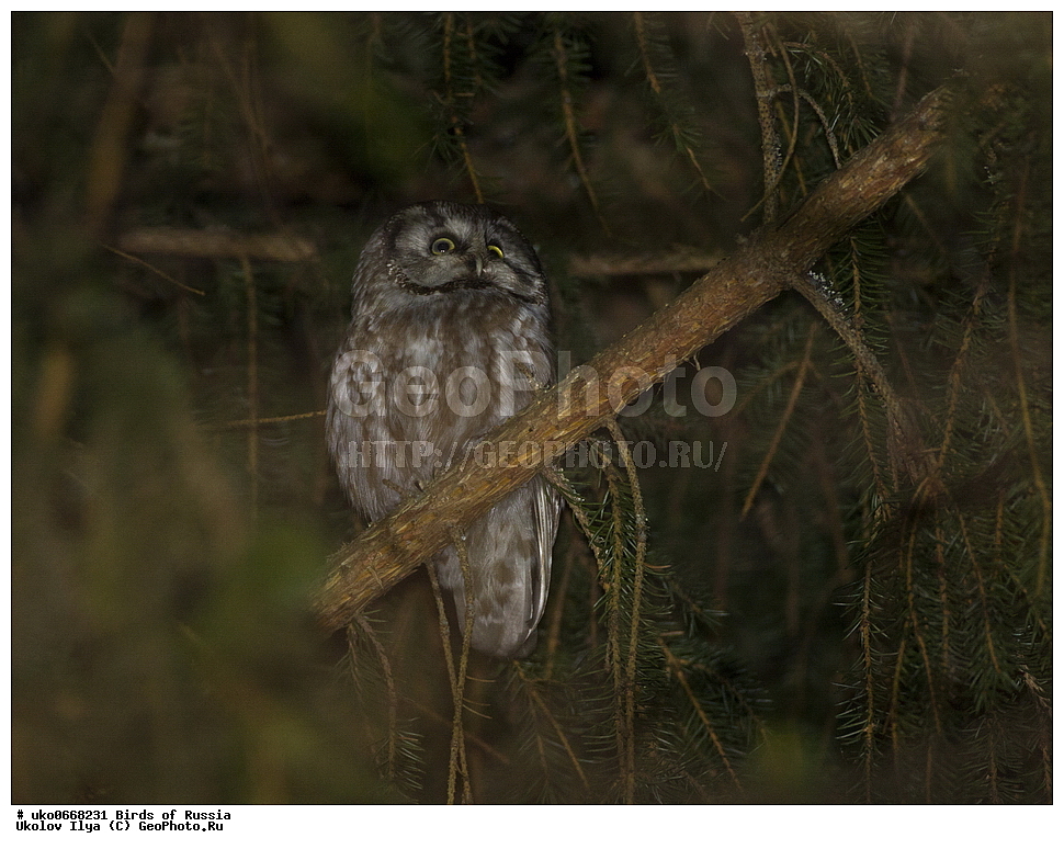 �����������, ���������� �������, ����������� ����� ������, ������, ��������, ��������, �����, �����, ��������, �����������, ������ �����, ������ �����, XYZ, �������, ��������� ����, Strigidae, ���������� ���, Aegolius funereus