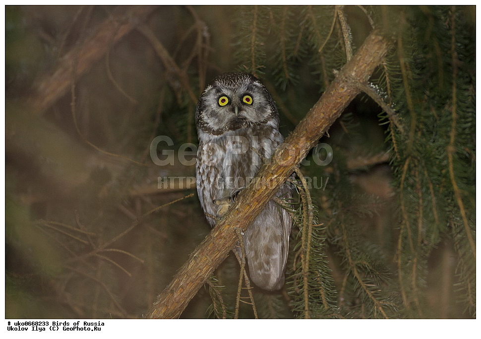 �����������, ���������� �������, ����������� ����� ������, ������, ��������, ��������, �����, �����, ��������, �����������, ������ �����, ������ �����, XYZ, �������, ��������� ����, Strigidae, ���������� ���, Aegolius funereus