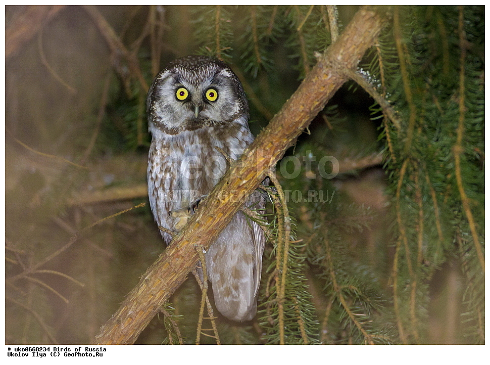 �����������, ���������� �������, ����������� ����� ������, ������, ��������, ��������, �����, �����, ��������, �����������, ������ �����, ������ �����, XYZ, �������, ��������� ����, Strigidae, ���������� ���, Aegolius funereus