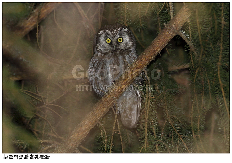 �����������, ���������� �������, ����������� ����� ������, ������, ��������, ��������, �����, �����, ��������, �����������, ������ �����, ������ �����, XYZ, �������, ��������� ����, Strigidae, ���������� ���, Aegolius funereus