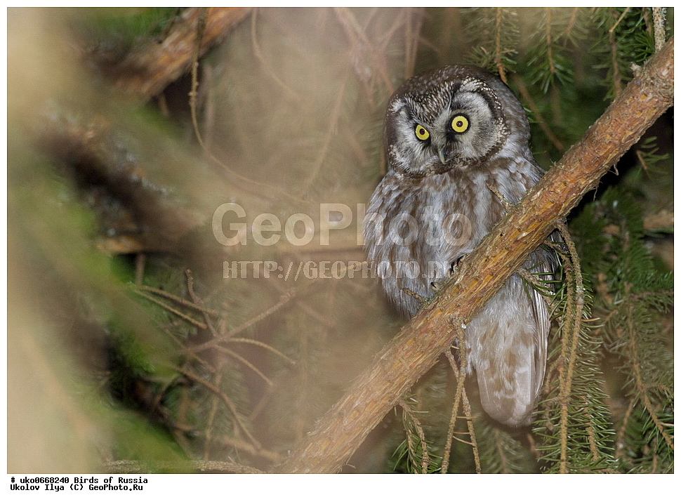 �����������, ���������� �������, ����������� ����� ������, ������, ��������, ��������, �����, �����, ��������, �����������, ������ �����, ������ �����, XYZ, �������, ��������� ����, Strigidae, ���������� ���, Aegolius funereus