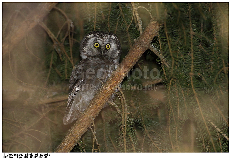 �����������, ���������� �������, ����������� ����� ������, ������, ��������, ��������, �����, �����, ��������, �����������, ������ �����, ������ �����, XYZ, �������, ��������� ����, Strigidae, ���������� ���, Aegolius funereus