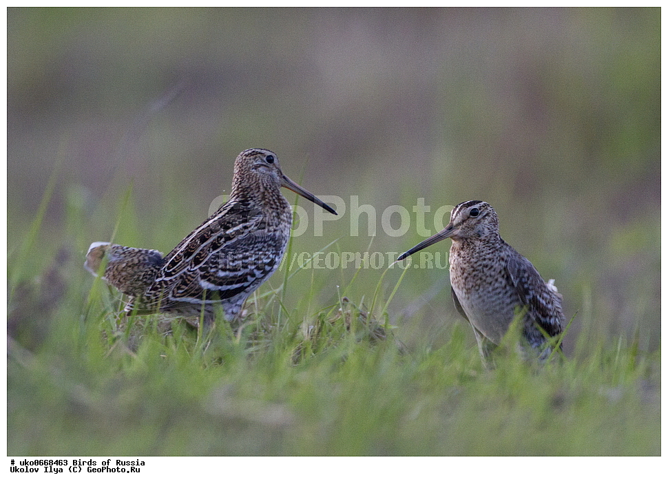 �����������, ���������� �������, ����������� ����� ������, ������, ��������, ��������, �����, �����, ��������, �����������, �����, ������, XYZ, ���������, Scolopacidae, ������, Gallinago media