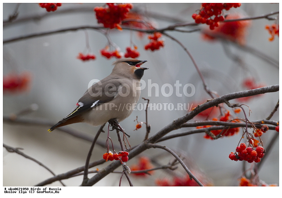 �����������, ���������� �������, ����������� ����� ������, ������, ��������, ��������, �����, �����, ��������, �����������, XYZ, �������������, Bombycillidae, ������������ ����������, ����������, Bombycilla garrulus