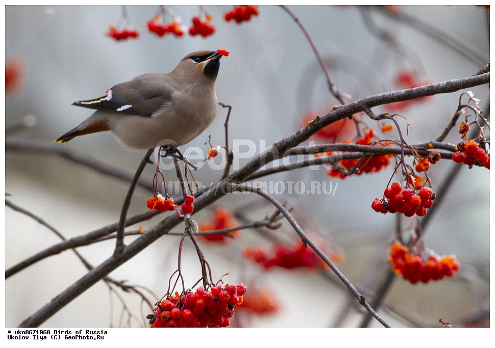 �����������, ���������� �������, ����������� ����� ������, ������, ��������, ��������, �����, �����, ��������, �����������, XYZ, �������������, Bombycillidae, ������������ ����������, ����������, Bombycilla garrulus