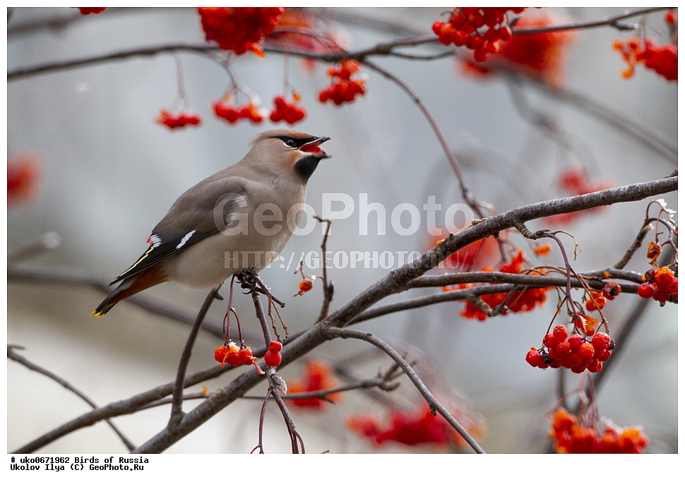 �����������, ���������� �������, ����������� ����� ������, ������, ��������, ��������, �����, �����, ��������, �����������, XYZ, �������������, Bombycillidae, ������������ ����������, ����������, Bombycilla garrulus