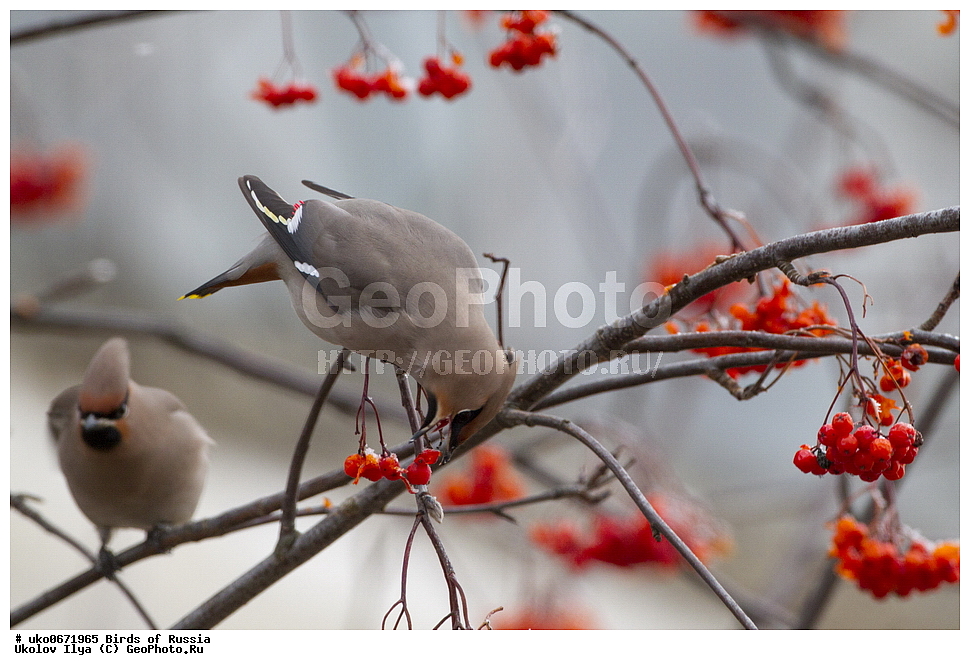 �����������, ���������� �������, ����������� ����� ������, ������, ��������, ��������, �����, �����, ��������, �����������, XYZ, �������������, Bombycillidae, ������������ ����������, ����������, Bombycilla garrulus