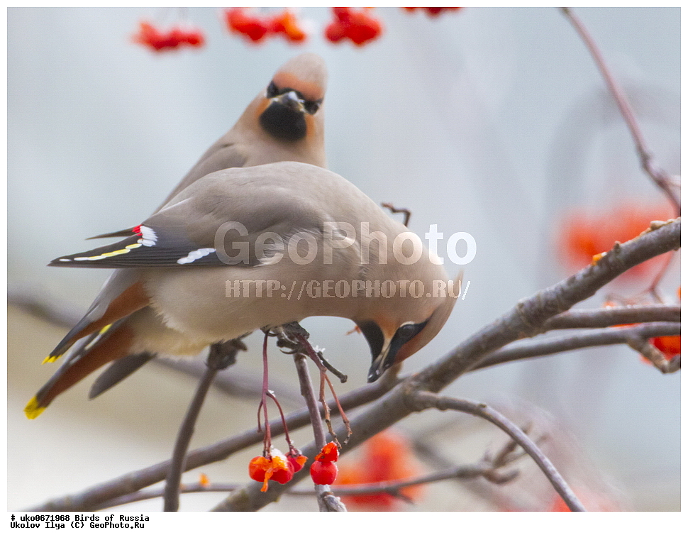 �����������, ���������� �������, ����������� ����� ������, ������, ��������, ��������, �����, �����, ��������, �����������, XYZ, �������������, Bombycillidae, ������������ ����������, ����������, Bombycilla garrulus