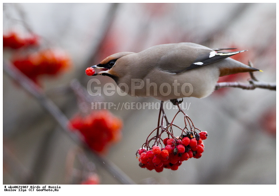 �����������, ���������� �������, ����������� ����� ������, ������, ��������, ��������, �����, �����, ��������, �����������, XYZ, �������������, Bombycillidae, ������������ ����������, ����������, Bombycilla garrulus