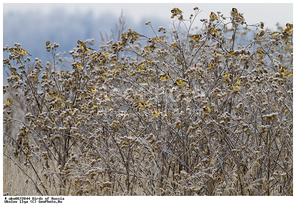 ������, ��������, ��������, �����, �����, ��������, �����������, XYZ, ���������, Fringillidae, ������������ �����, ������������ �����, Carduelis carduelis, ����������� ����� ������, �����������, ���������� �������