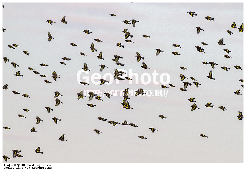 ������, ��������, ��������, �����, �����, ��������, �����������, XYZ, ���������, Fringillidae, ������������ �����, ������������ �����, Carduelis carduelis, ����������� ����� ������, �����������, ���������� �������
