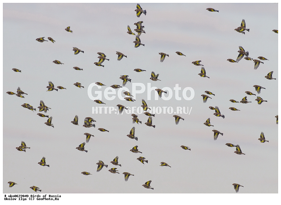 ������, ��������, ��������, �����, �����, ��������, �����������, XYZ, ���������, Fringillidae, ������������ �����, ������������ �����, Carduelis carduelis, ����������� ����� ������, �����������, ���������� �������