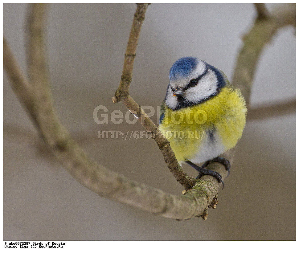 �����������, ���������� �������, ����������� ����� ������, ������, ��������, ��������, �����, �����, ��������, �����������, XYZ, ���������, Paridae, ������������ ���������, ������ ���������, ������� ���������, ���������, Cyanistes caeruleus, Parus caeruleus