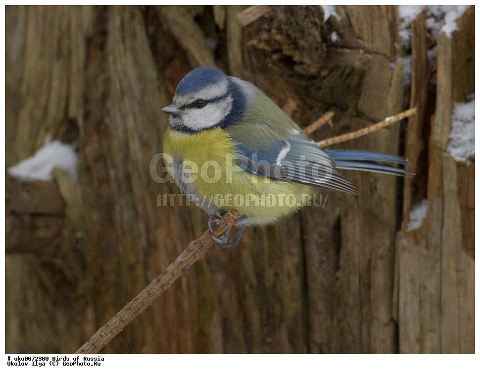 �����������, ���������� �������, ����������� ����� ������, ������, ��������, ��������, �����, �����, ��������, �����������, XYZ, ���������, Paridae, ������������ ���������, ������ ���������, ������� ���������, ���������, Cyanistes caeruleus, Parus caeruleus