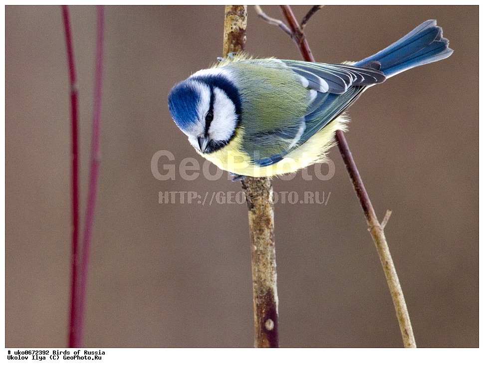 �����������, ���������� �������, ����������� ����� ������, ������, ��������, ��������, �����, �����, ��������, �����������, XYZ, ���������, Paridae, ������������ ���������, ������ ���������, ������� ���������, ���������, Cyanistes caeruleus, Parus caeruleus