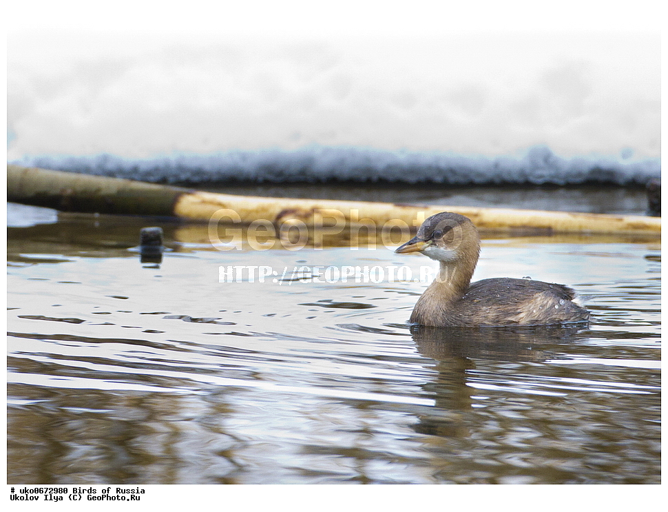 �����������, ���������� �������, ����������� ����� ������, ������, ��������, ��������, �����, �����, ��������, �����������, ������� �����, ������� �����, XYZ, ����������, Podicipedidae, ����� �������, Podiceps ruficollis, Tachybaptus ruficollis