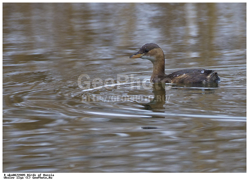 �����������, ���������� �������, ����������� ����� ������, ������, ��������, ��������, �����, �����, ��������, �����������, ������� �����, ������� �����, XYZ, ����������, Podicipedidae, ����� �������, Podiceps ruficollis, Tachybaptus ruficollis