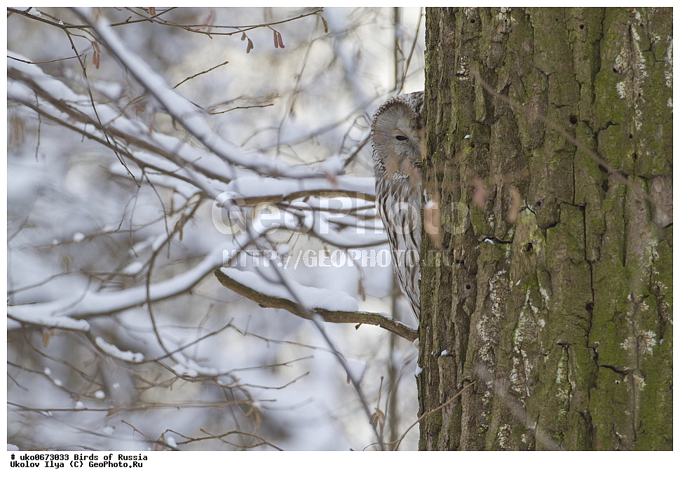 �����������, ���������� �������, ����������� ����� ������, ������, ��������, ��������, �����, �����, ��������, �����������, ������ �����, ������ �����, XYZ, �������, ��������� ����, Strigidae, ������������� �������, ��������� �������, Strix uralensis