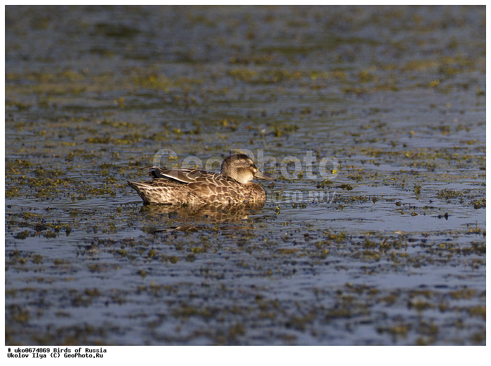�����������, ���������� �������, ����������� ����� ������, ������, ��������, ��������, �����, �����, ��������, �����������, �����������������, ������������� �����, ������������� �����, XYZ, ������, Anatidae, �����-���������, Anas crecca