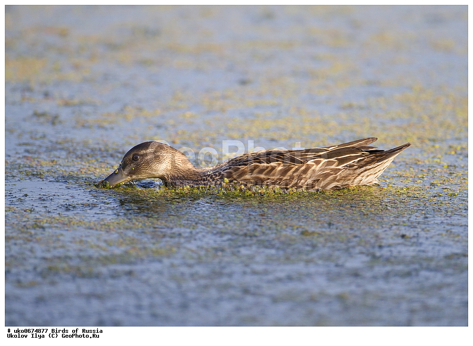 �����������, ���������� �������, ����������� ����� ������, ������, ��������, ��������, �����, �����, ��������, �����������, �����������������, ������������� �����, ������������� �����, XYZ, ������, Anatidae, �����-���������, Anas querquedula