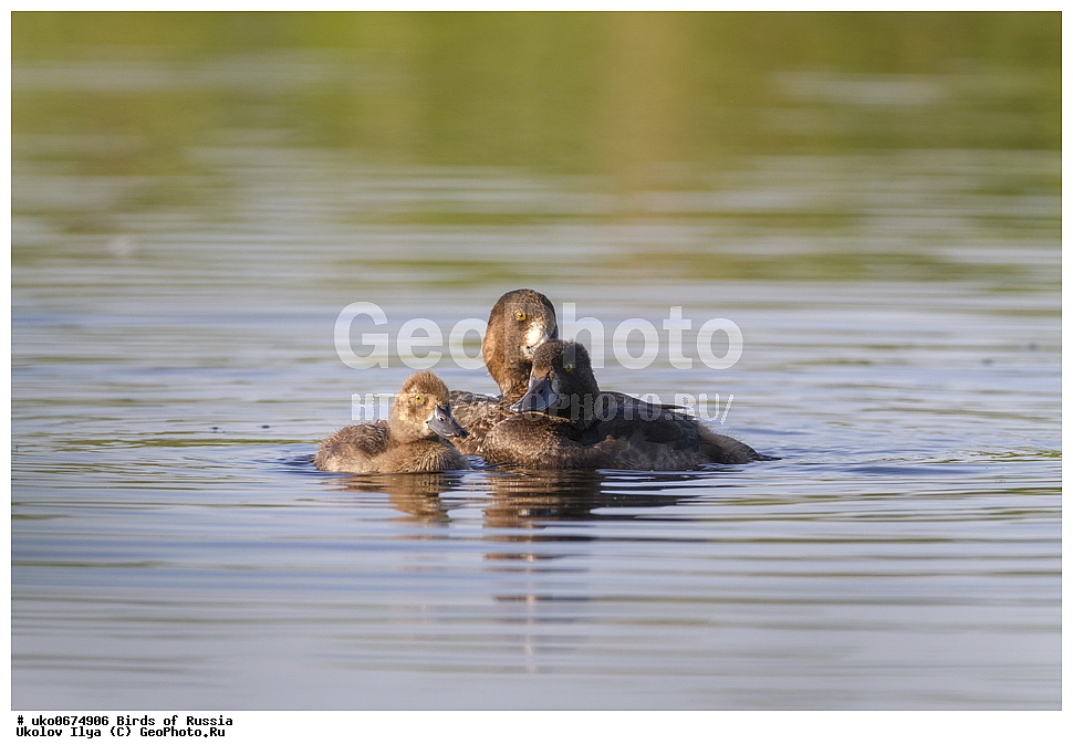 �����������, ���������� �������, ����������� ����� ������, ������, ��������, ��������, �����, �����, ��������, �����������, �����������������, ������������� �����, ������������� �����, XYZ, ������, Anatidae, �������� �������, �������� �����, Aythya fuligula