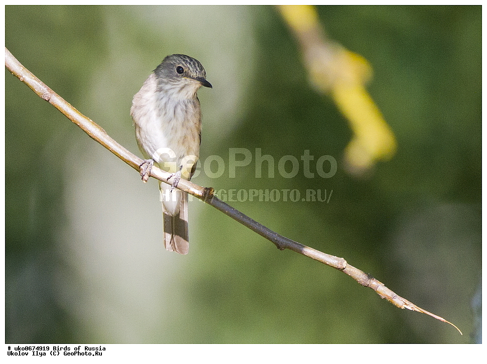 �����������, ���������� �������, ����������� ����� ������, ������, ��������, ��������, �����, �����, ��������, �����������, XYZ, ������������, Muscicapidae, ����� ���������, Muscicapa striata