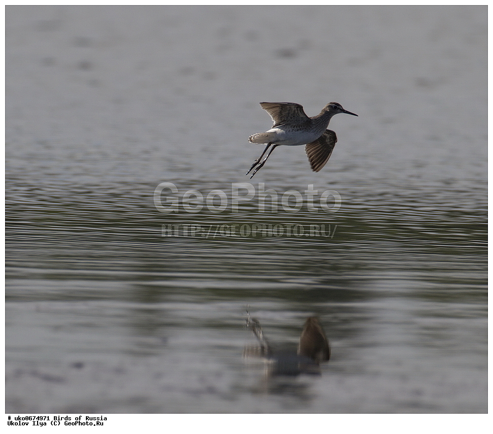 �����������, ���������� �������, ����������� ����� ������, ������, ��������, ��������, �����, �����, ��������, �����������, �����, ������, XYZ, ���������, Scolopacidae, ����, Tringa glareola