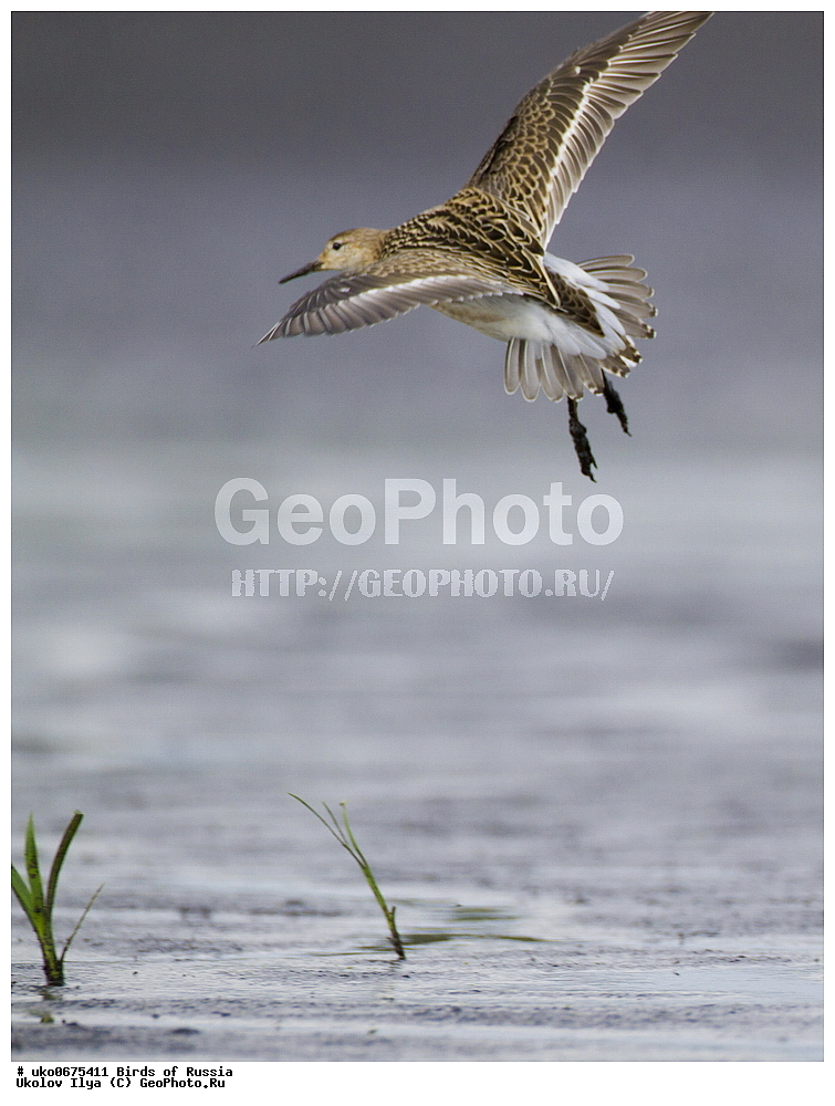 �����������, ���������� �������, ����������� ����� ������, ������, ��������, ��������, �����, �����, ��������, �����������, �����, ������, XYZ, ���������, Scolopacidae, ��������, Philomachus pugnax, Calidris pugnax