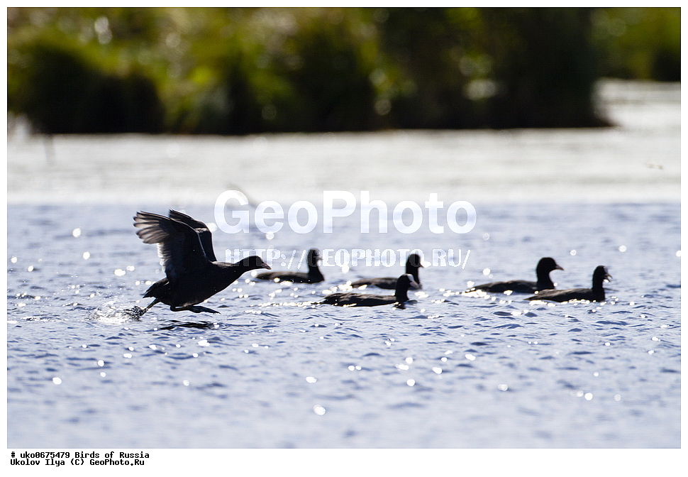 �����������, ���������� �������, ����������� ����� ������, ������, ��������, ��������, �����, �����, ��������, �����������, XYZ, �����������, Rallidae, ������, �����, Fulica atra