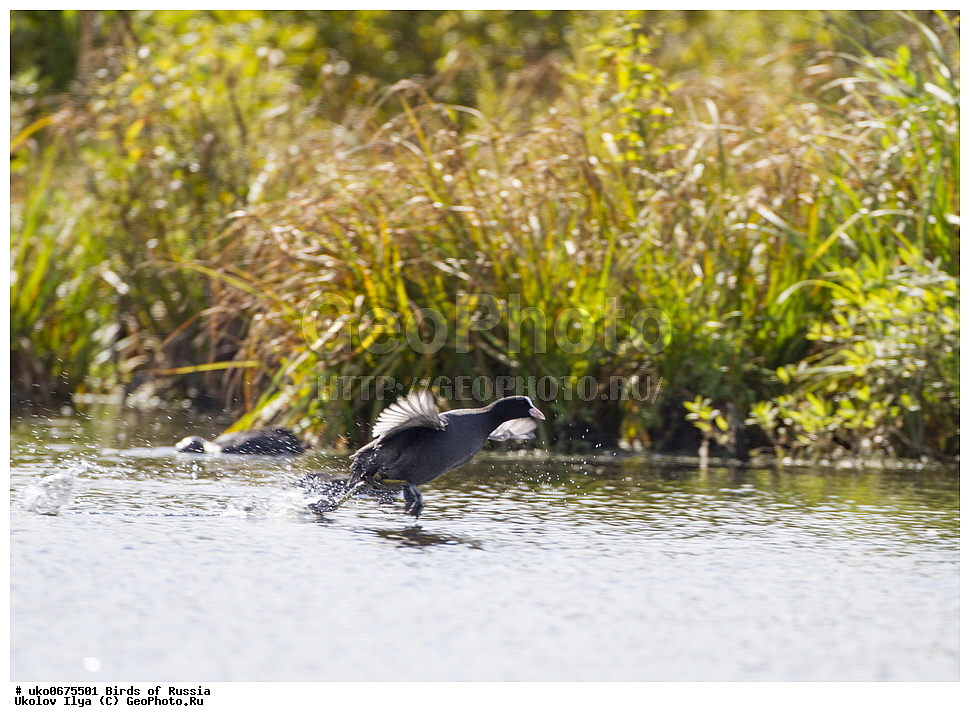 �����������, ���������� �������, ����������� ����� ������, ������, ��������, ��������, �����, �����, ��������, �����������, XYZ, �����������, Rallidae, ������, �����, Fulica atra