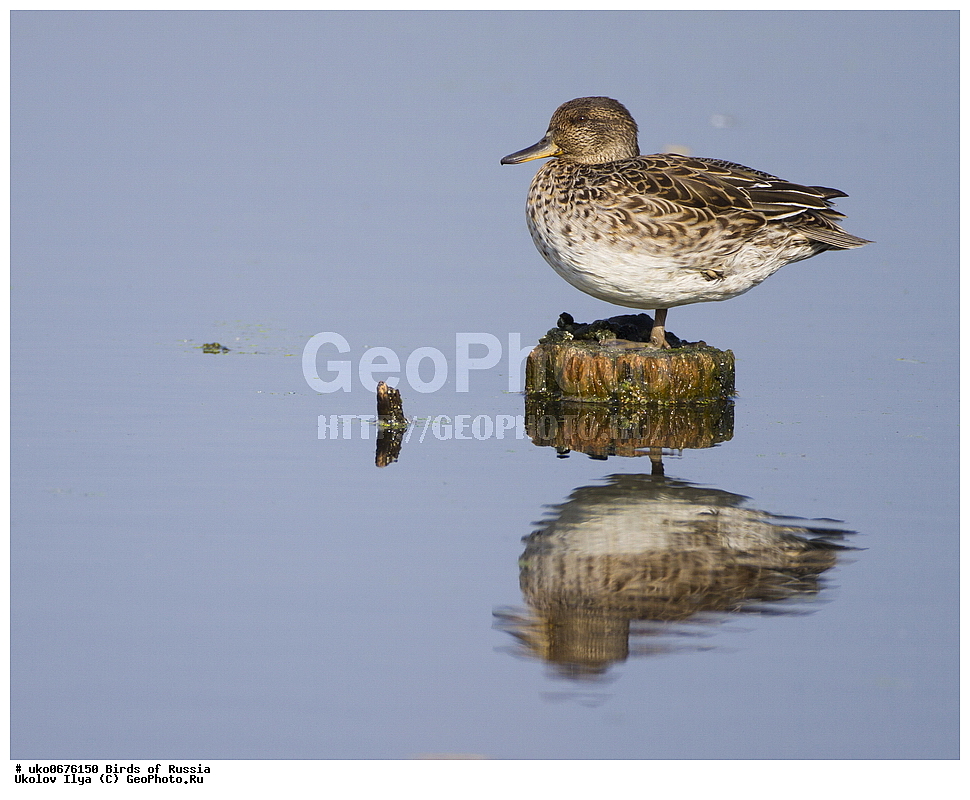 �����������, ���������� �������, ����������� ����� ������, ������, ��������, ��������, �����, �����, ��������, �����������, �����������������, ������������� �����, ������������� �����, XYZ, ������, Anatidae, �����-���������, Anas crecca