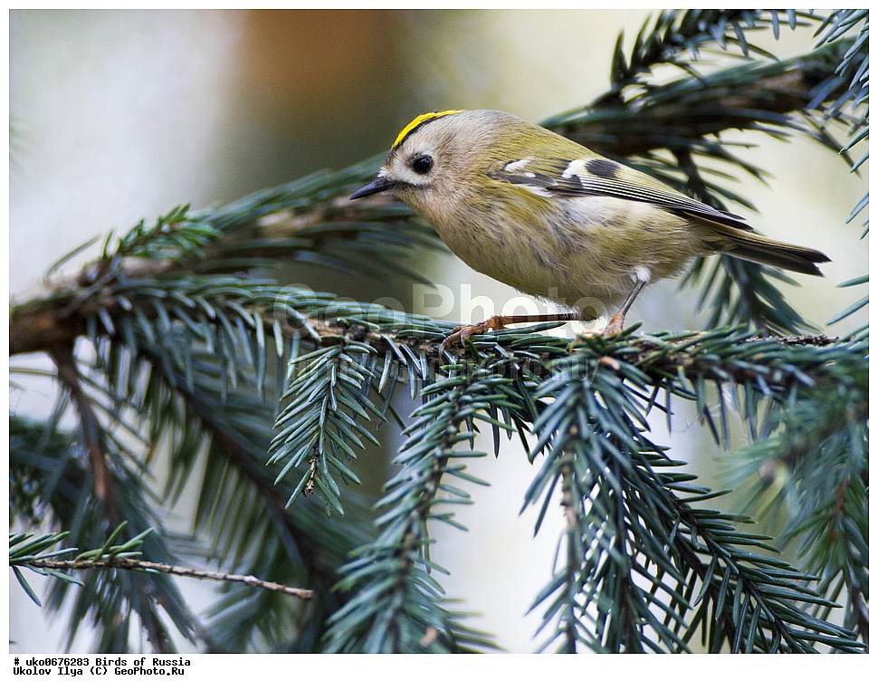 ����������� ����� ������, ������, ��������, ��������, �����, �����, ��������, �����������, XYZ, �������������, Motacillidae, ������ �����, ��������� �����, ������ �����, ��������� �����, Anthus spinoletta