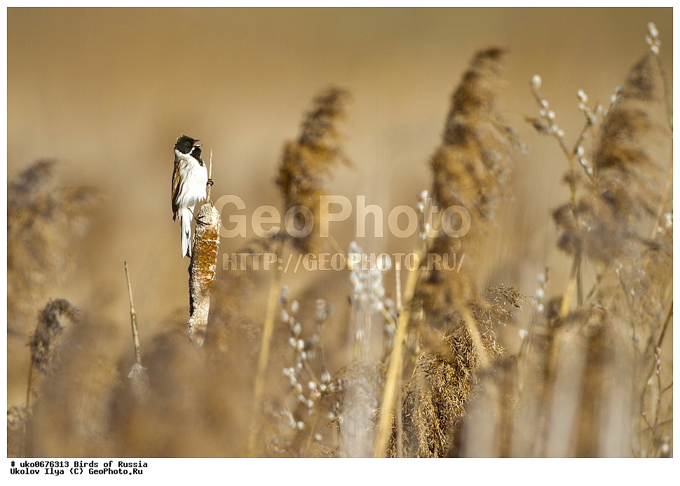 �����������, ���������� �������, ����������� ����� ������, ������, ��������, ��������, �����, �����, ��������, �����������, XYZ, ����������, Emberizidae, ��������� �������, ������������ �������, ��������, Emberiza schoeniclus, Schoeniclus schoeniclus