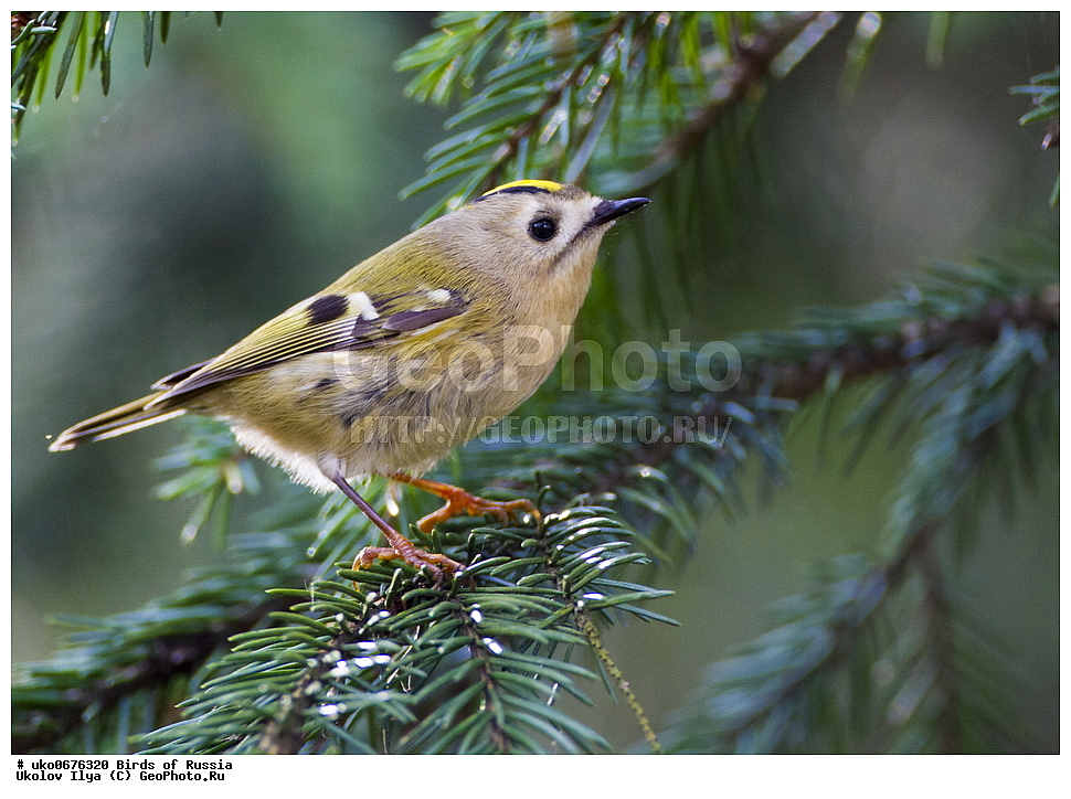 ����������� ����� ������, ������, ��������, ��������, �����, �����, ��������, �����������, XYZ, �������������, Motacillidae, ������ �����, ��������� �����, ������ �����, ��������� �����, Anthus spinoletta