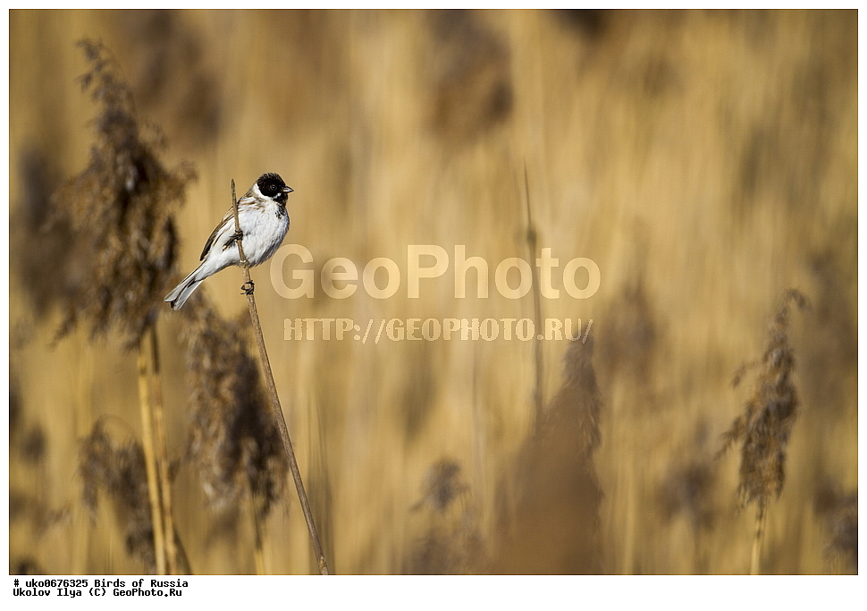 �����������, ���������� �������, ����������� ����� ������, ������, ��������, ��������, �����, �����, ��������, �����������, XYZ, ����������, Emberizidae, ��������� �������, ������������ �������, ��������, Emberiza schoeniclus, Schoeniclus schoeniclus