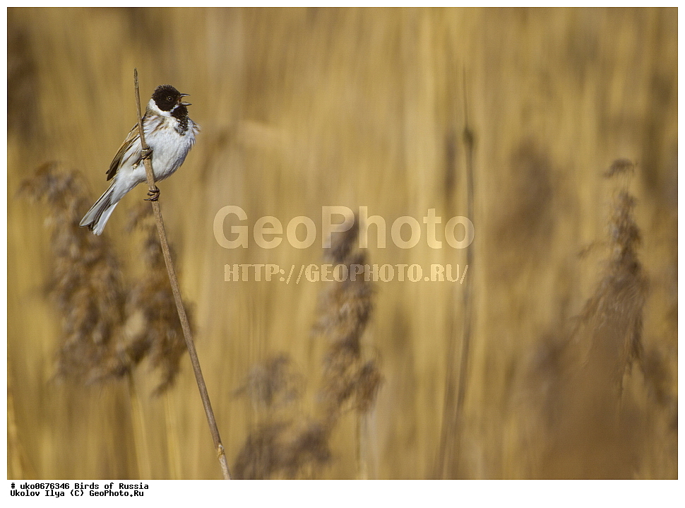 �����������, ���������� �������, ����������� ����� ������, ������, ��������, ��������, �����, �����, ��������, �����������, XYZ, ����������, Emberizidae, ��������� �������, ������������ �������, ��������, Emberiza schoeniclus, Schoeniclus schoeniclus