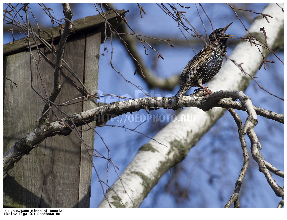 �����������, ���������� �������, ����������� ����� ������, ������, ��������, ��������, �����, �����, ��������, �����������, XYZ, ����������, Sturnidae, ������������ �������, Sturnus vulgaris