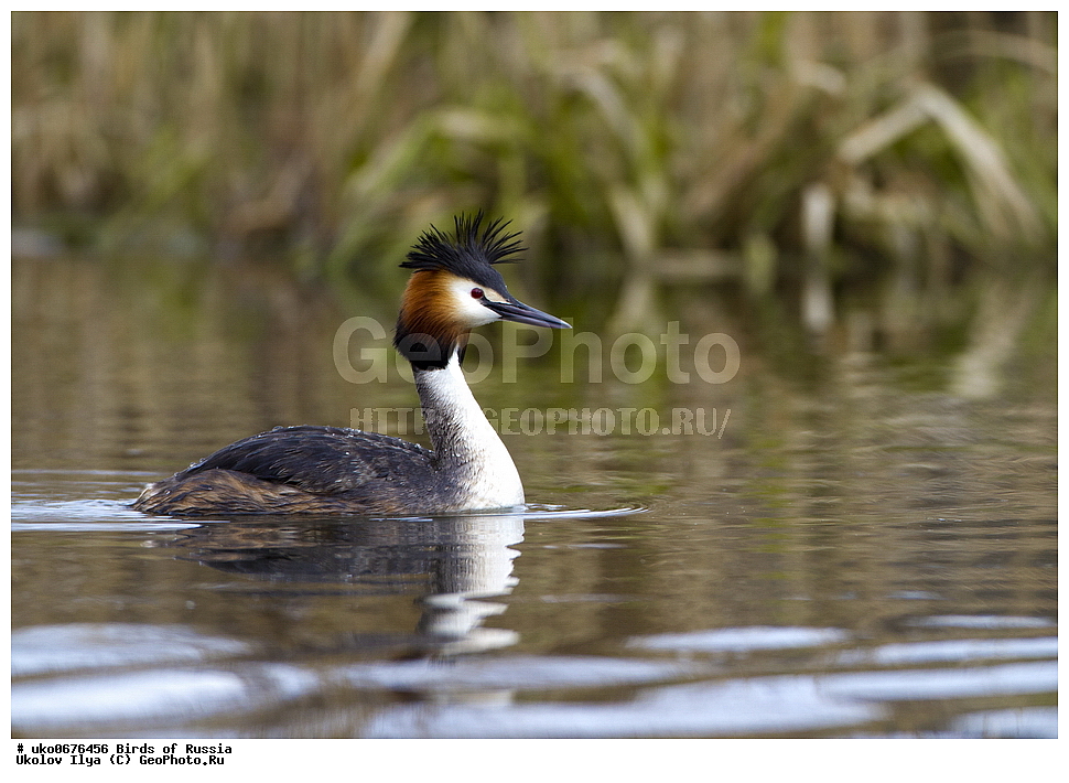  �����������, ���������� �������, ����������� ����� ������, ������, ��������, ��������, �����, �����, ��������, �����������, ������� �����, ������� �����, XYZ, ����������, Podicipedidae, ������� �������, �����, Podiceps cristatus