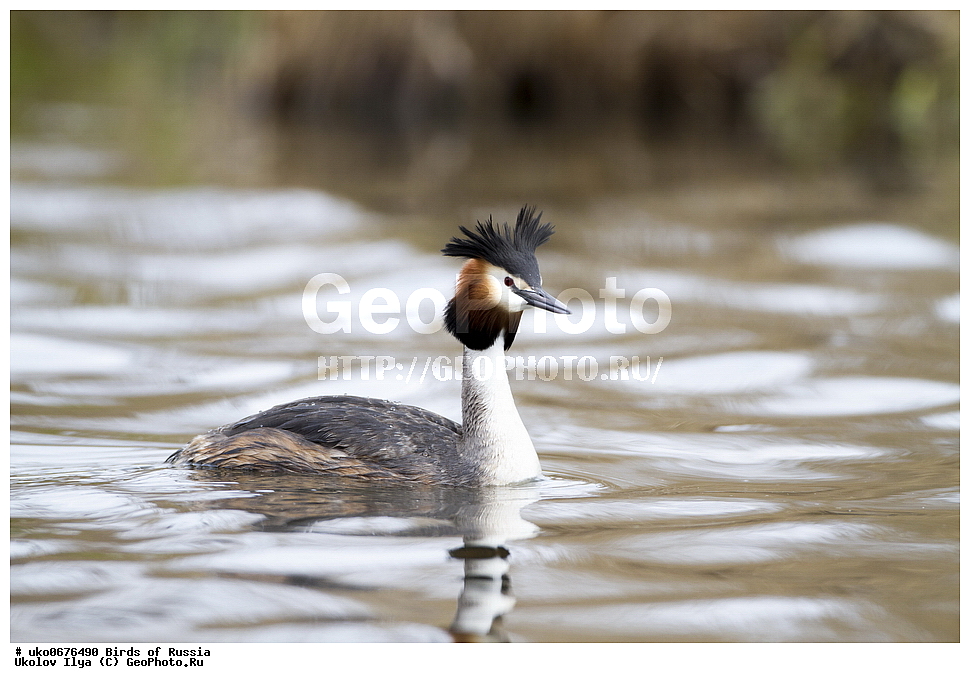  �����������, ���������� �������, ����������� ����� ������, ������, ��������, ��������, �����, �����, ��������, �����������, ������� �����, ������� �����, XYZ, ����������, Podicipedidae, ������� �������, �����, Podiceps cristatus